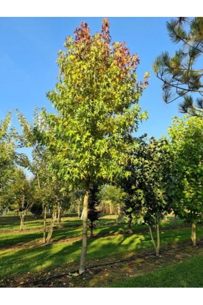 Ликвидамбар стираксовый Ворплесдон